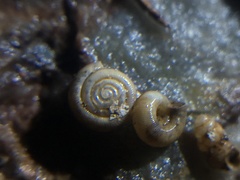 Excaliburopa chillagoe