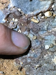 Excaliburopa chillagoe
