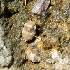 Gelastocoridae