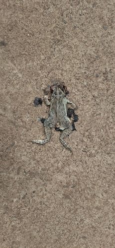 Indus Valley Bullfrog