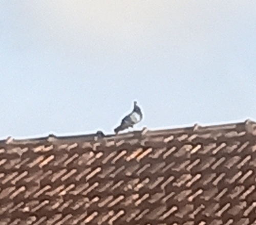 Feral Pigeon