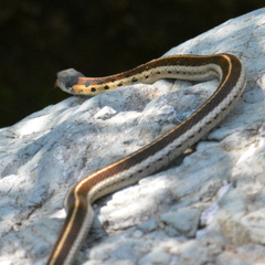 Thamnophis cyrtopsis collaris