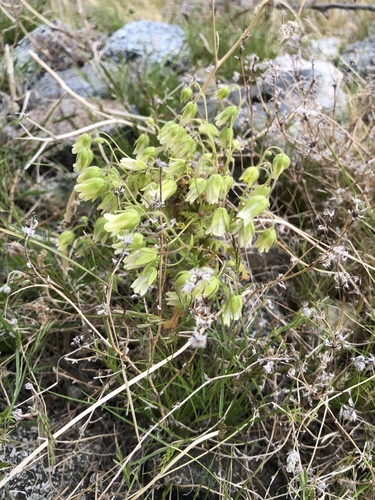 iNaturalist observation photo of whispering bells
