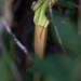 Sarracenia × areolata - Photo (c) Jessica, μερικά δικαιώματα διατηρούνται (CC BY), uploaded by Jessica
