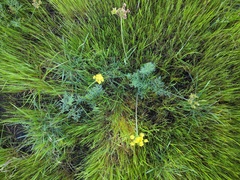 Lomatium caruifolium caruifolium