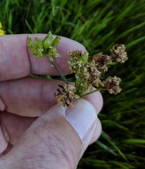 Lomatium caruifolium caruifolium
