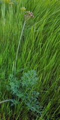 Lomatium caruifolium caruifolium