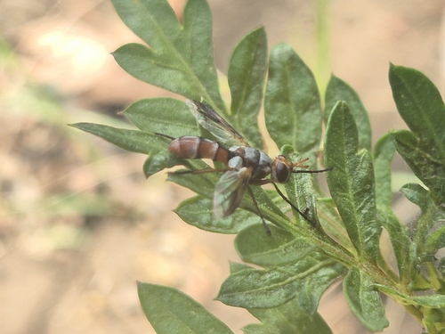 Cylindromyia rubida