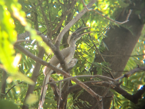 Indian Grey Hornbill