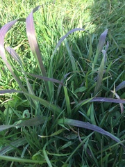 Arrhenatherum elatius