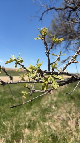 bur oak