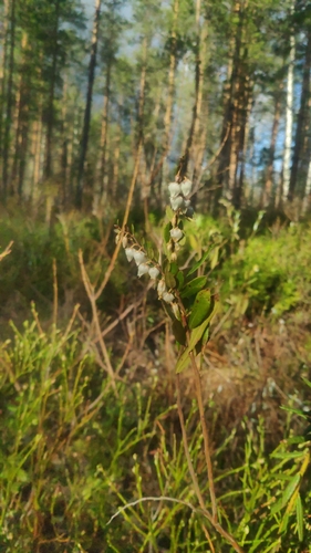 leatherleaf