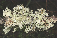 Hypogymnia enteromorphoides