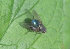 Eudasyphora cyanella