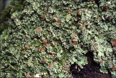 Pannaria minutiphylla
