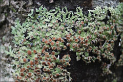Pannaria minutiphylla
