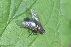 Eudasyphora cyanella