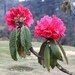Rhododendron arboreum roseum - Photo (c) Phuentsho,  זכויות יוצרים חלקיות (CC BY-NC), הועלה על ידי Phuentsho