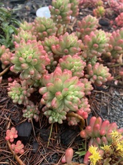 Sedum × rubrotinctum