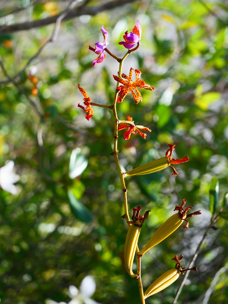 Vandopsis lissochiloides (Vandopsis lissochiloides)