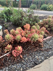 Sedum × rubrotinctum