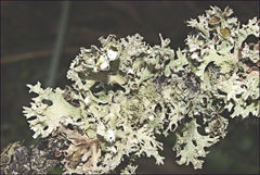 Hypogymnia enteromorphoides