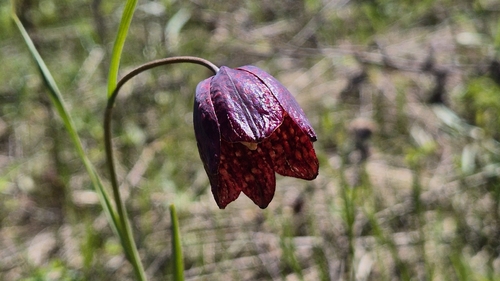 Fritillaria meleagroides, photograph 6
