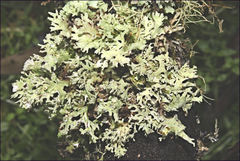 Hypogymnia enteromorphoides