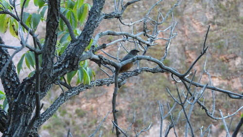 Rufous-bellied Mountain Tanager (Pseudosaltator rufiventris), photo 3
