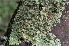 Pannaria minutiphylla