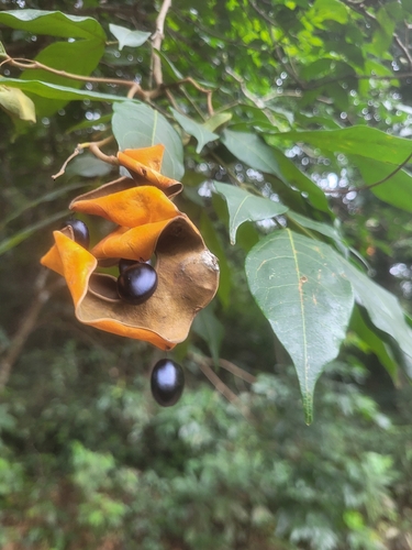 Archidendron bigeminum observed 2026-05-14