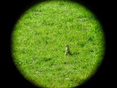 Spermophilus suslicus