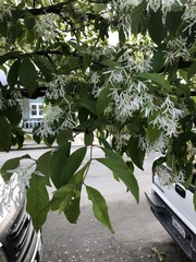 Chionanthus