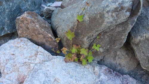Bowlesia incana, photograph 6