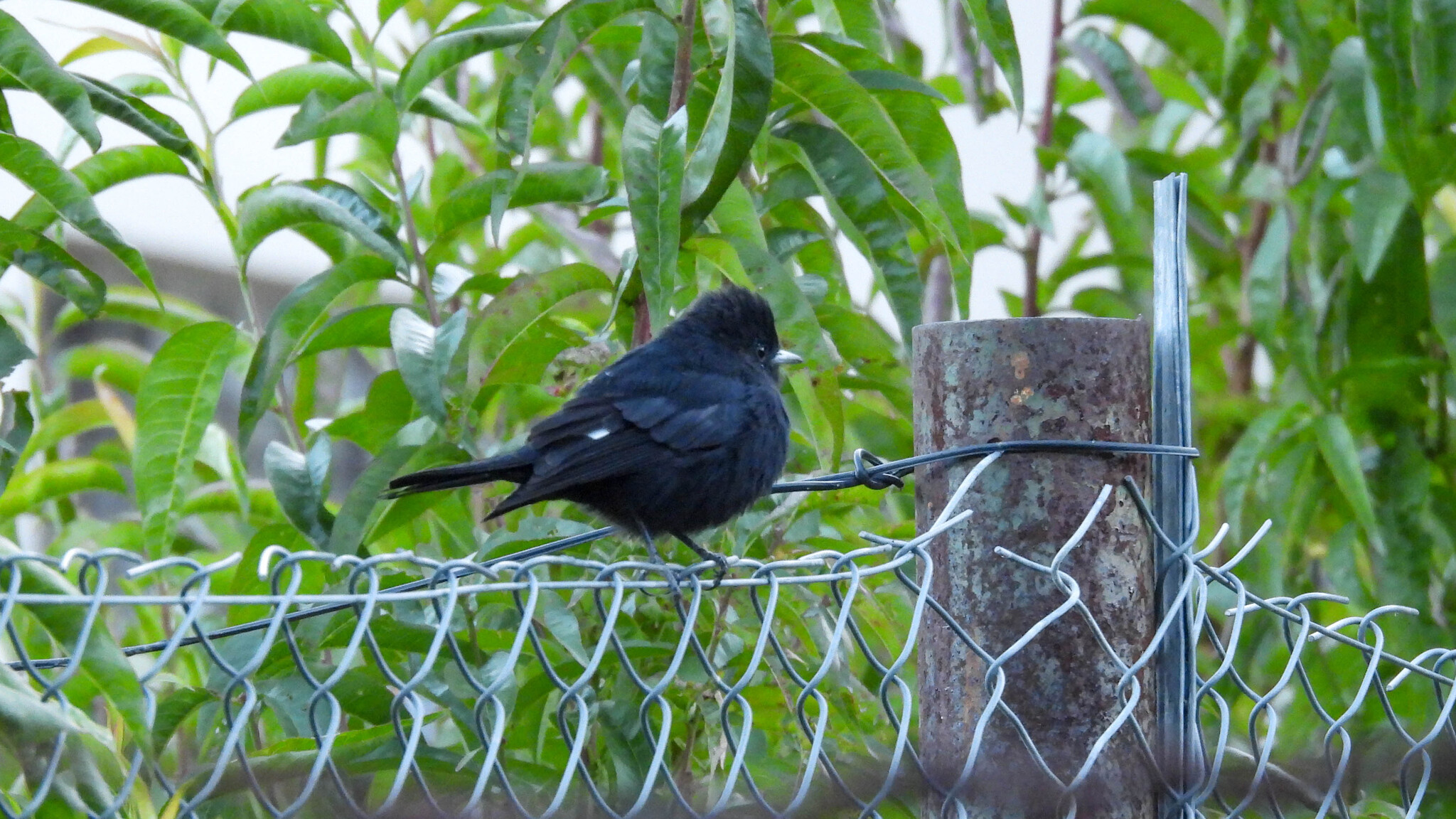 White-winged Black Tyrant (Knipolegus aterrimus), photo 5