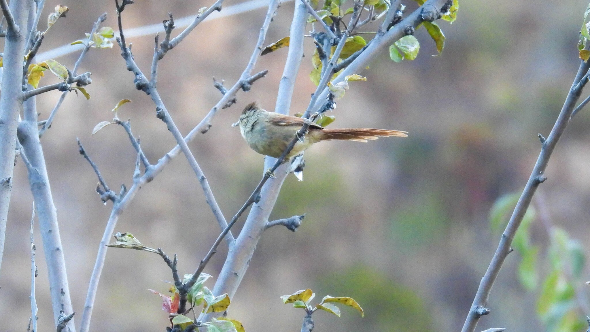 Brown-capped Tit-Spinetail (Leptasthenura fuliginiceps), photo 3