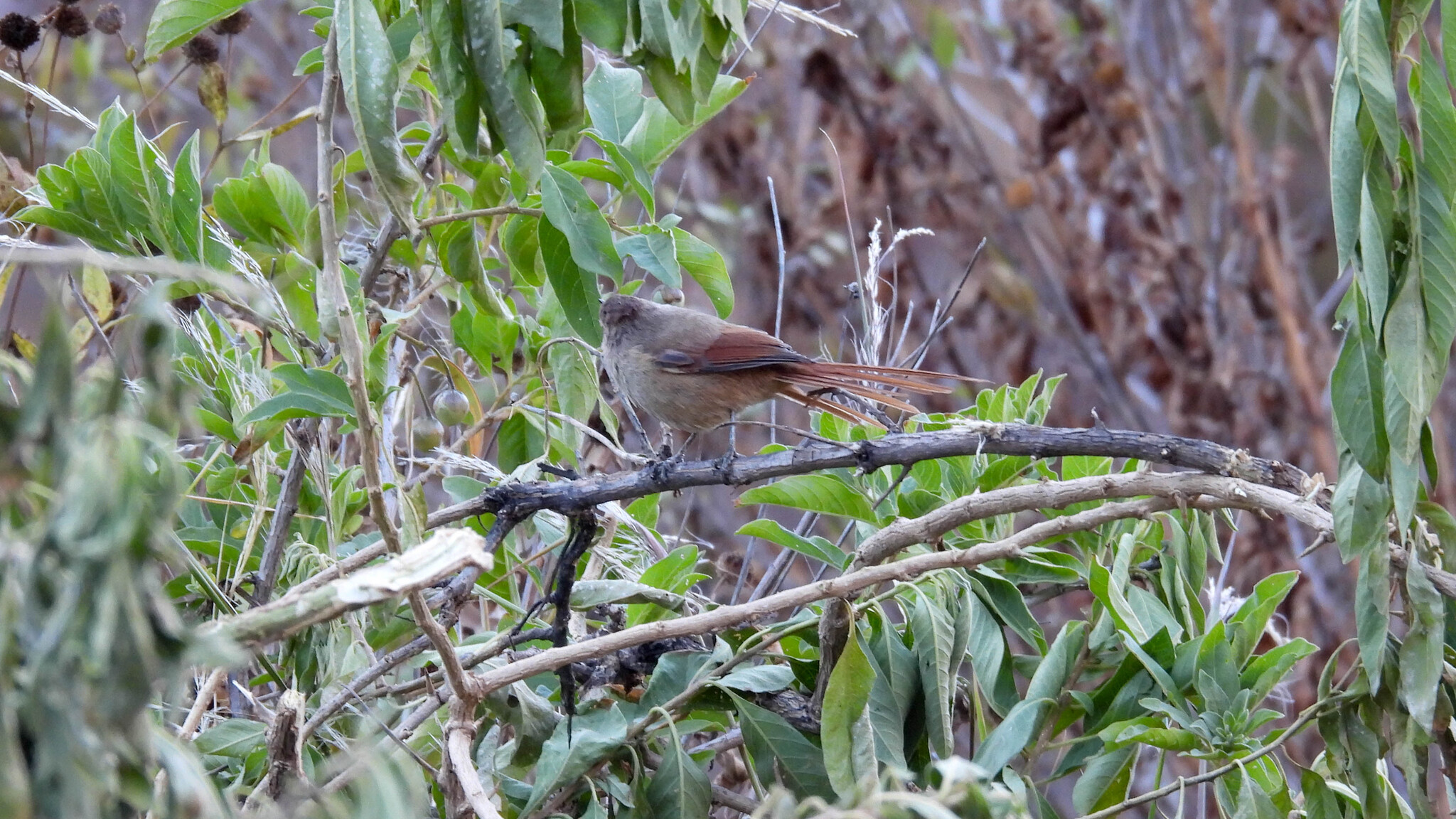 Brown-capped Tit-Spinetail (Leptasthenura fuliginiceps), photo 4