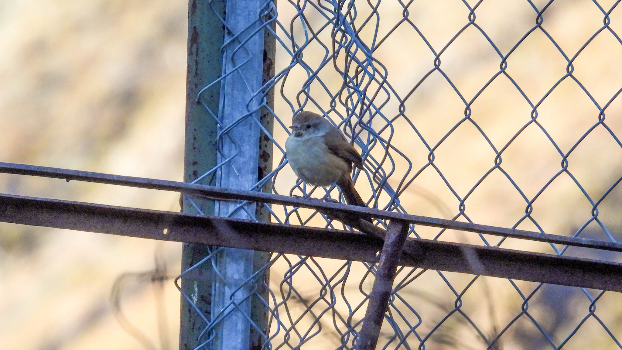 Rusty-vented Canastero (Asthenes dorbignyi), photo 6