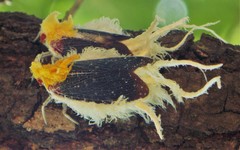 Cerogenes auricoma