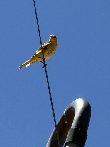Saffron Finch