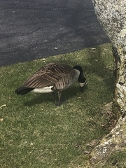 Branta canadensis