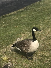 Branta canadensis