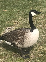 Branta canadensis