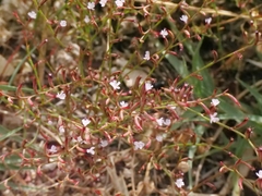 Limonium echioides, photograph (c) Marios Thoma, some rights reserved (CC BY)