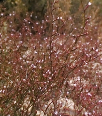 Limonium echioides, photograph (c) Marios Thoma, some rights reserved (CC BY)