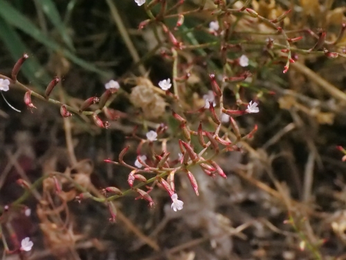 Limonium echioides, photograph 6
