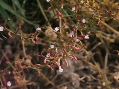 Limonium echioides, photograph (c) Marios Thoma, some rights reserved (CC BY)