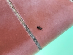 Rhyparochromus vulgaris