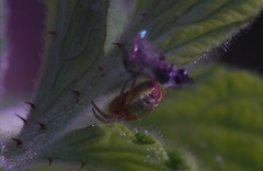 Araniella cucurbitina