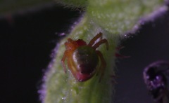 Araniella cucurbitina